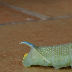 2019-08 Savoie/Misc/DSC_1512.JPG